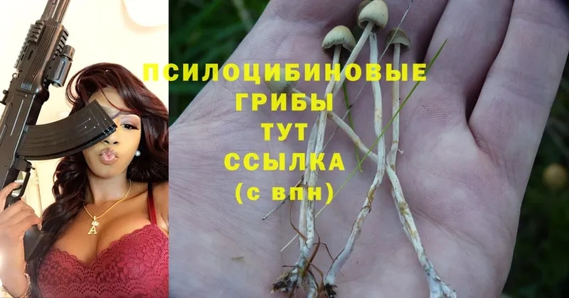 omg зеркало  Саров  Псилоцибиновые грибы Cubensis 